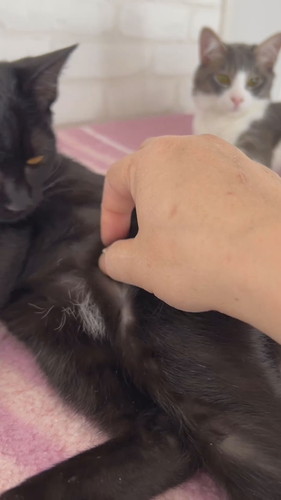 黒猫ちゃんの白い毛