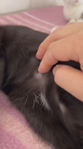 黒猫ちゃんの白い毛