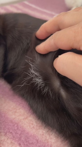 黒猫ちゃんの白い毛