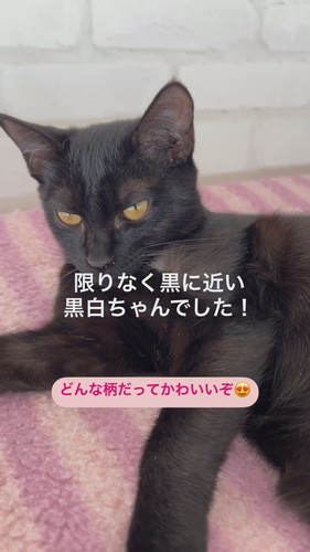 黒猫ちゃんの白い毛