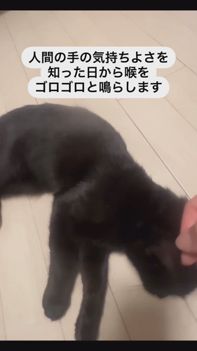 黒猫ちゃん