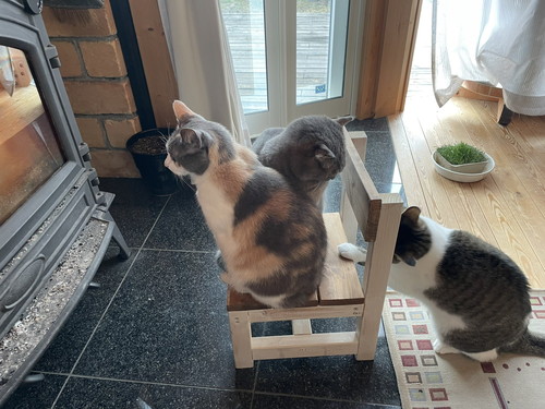 猫ちゃんたち3匹