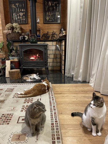 猫ちゃんたちとストーブ