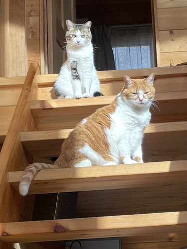 階段の猫ちゃんたち