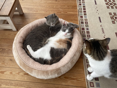ベッドにねる猫ちゃんたち