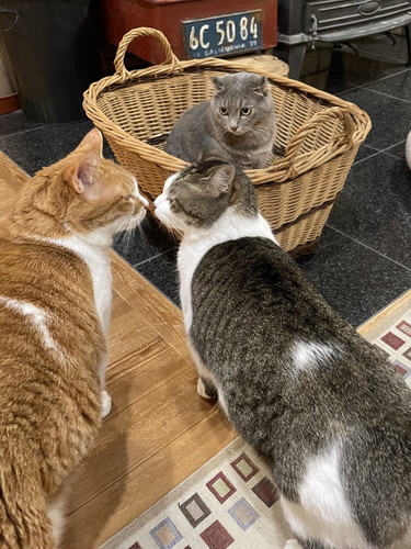 かごに入る猫ちゃん