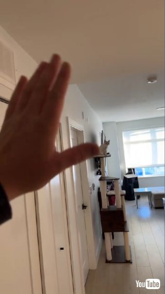 猫ちゃんに手を振る飼い主さん