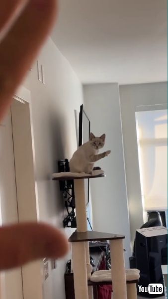 飼い主に手を振り返す猫ちゃん