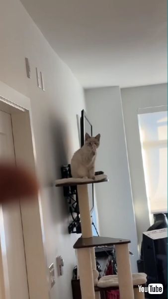 手を振り続ける猫ちゃん