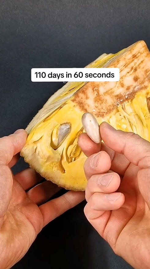 タイムラプス 観察 植物