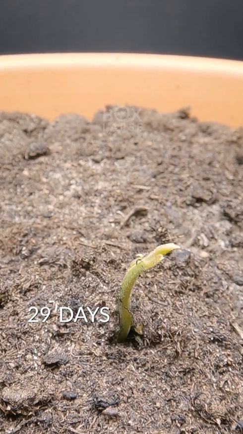 タイムラプス 観察 植物