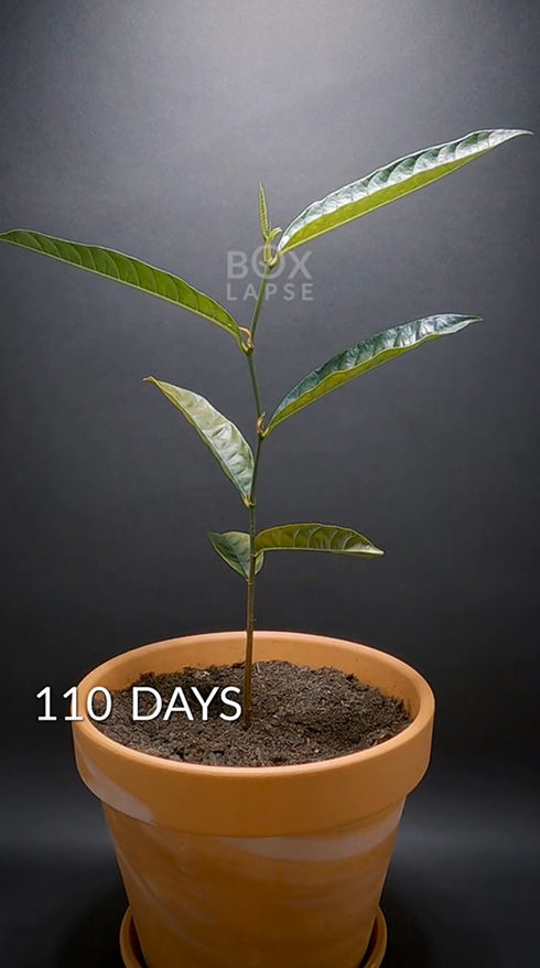 タイムラプス 観察 植物