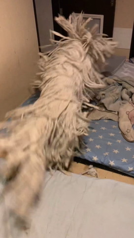 布団にジャンプするワンコ