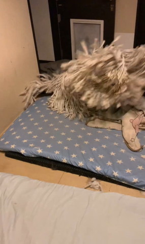 頭を振り乱すワンコ