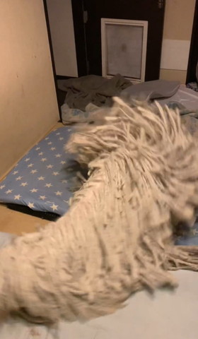 しっぽを振り乱してるワンコ