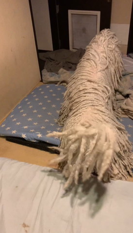 立ってるワンコ後ろ姿