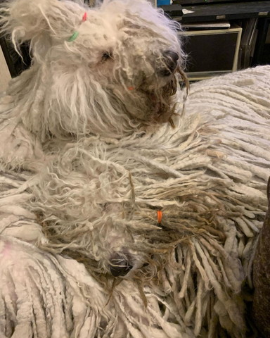 モップワンコ2匹寄り添う