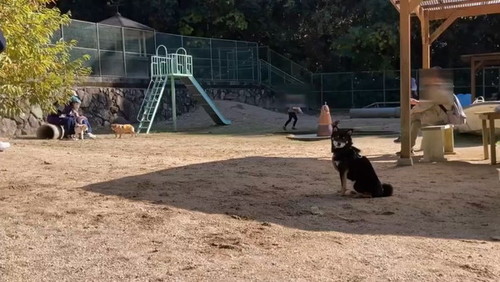 こちらを見る犬