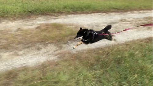 走る犬