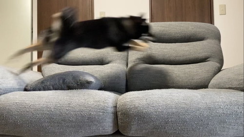 跳ぶ犬