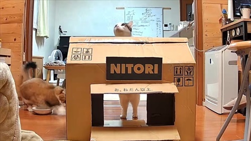 お母さん作の猫ハウスを秒で沈めた猫