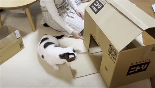 お母さん作の猫ハウスを秒で沈めた猫