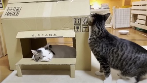 お母さん作の猫ハウスを秒で沈めた猫