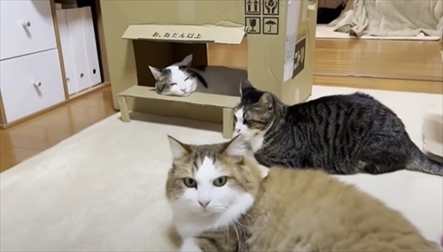 お母さん作の猫ハウスを秒で沈めた猫