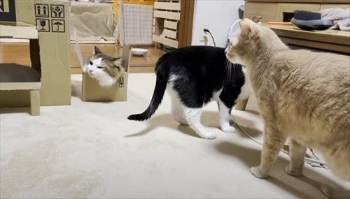 お母さん作の猫ハウスを秒で沈めた猫