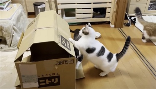 お母さん作の猫ハウスを秒で沈めた猫