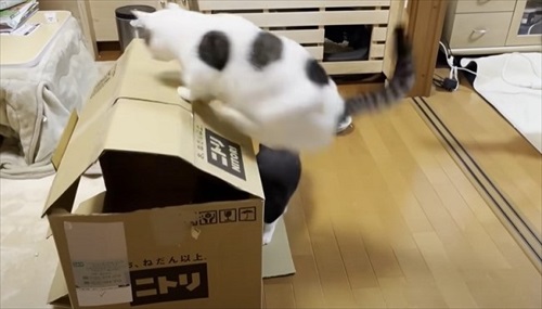 お母さん作の猫ハウスを秒で沈めた猫