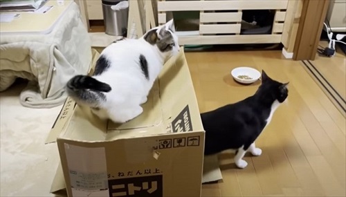 お母さん作の猫ハウスを秒で沈めた猫