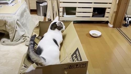 お母さん作の猫ハウスを秒で沈めた猫