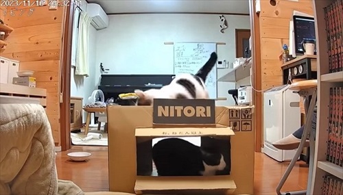 お母さん作の猫ハウスを秒で沈めた猫