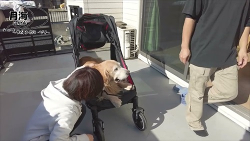 愛犬にカートをプレゼント
