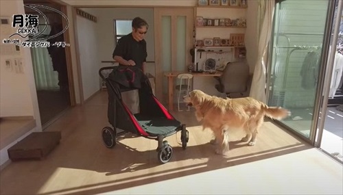 愛犬にカートをプレゼント