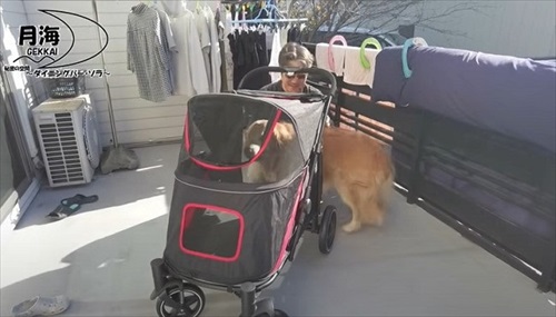 愛犬にカートをプレゼント