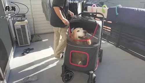 愛犬にカートをプレゼント