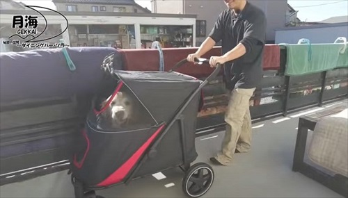 愛犬にカートをプレゼント
