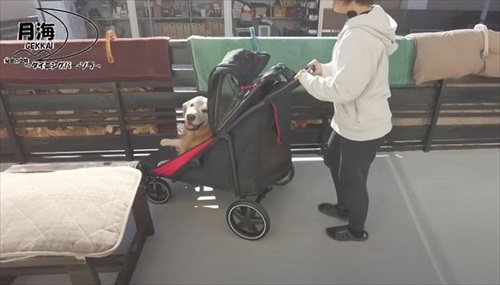 愛犬にカートをプレゼント