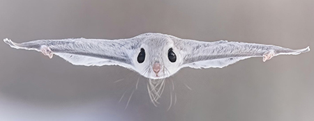 エゾモモンガの水平飛行トリミング
