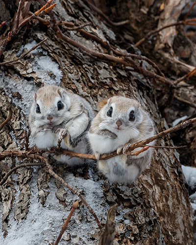 まるまるエゾモモンガ2匹