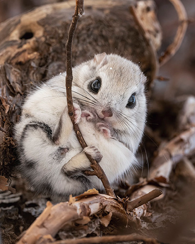 エゾモモンガおなか