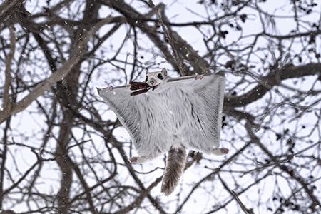 何かをくわえて飛ぶエゾモモンガ