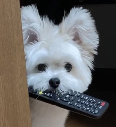 頭脳戦トリミング