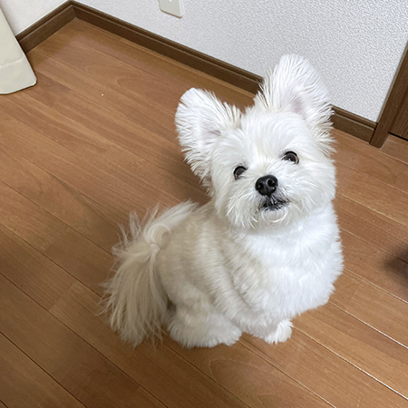 おやつ待ちのおすわり