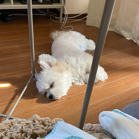 お日様をあびるぽんたくん