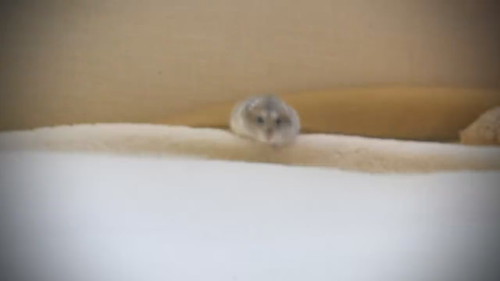 貞子ハムスター