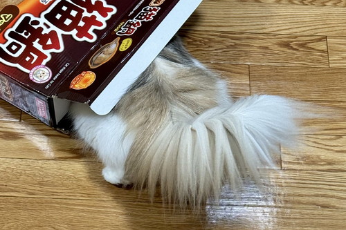 猫のしっぽアップ
