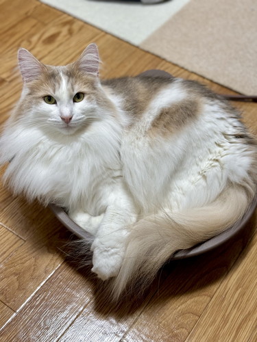 入ったドリーくん